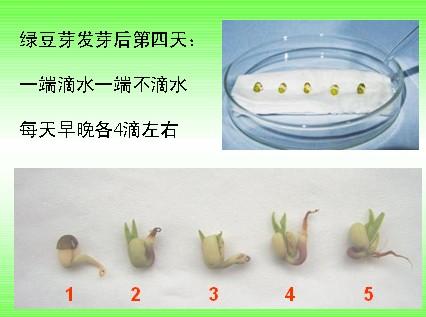 绿豆发芽日记的观察
