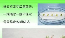 观察绿豆发芽日记