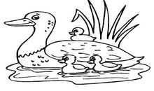 我家的小鸭子_450字