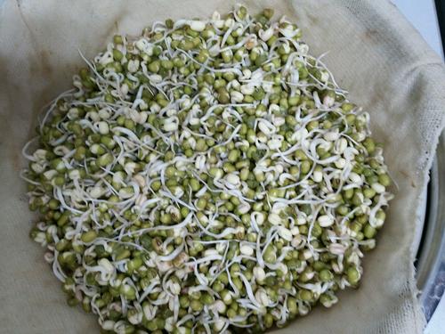 观察绿豆的生长