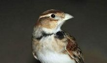 我养了一只不会歌唱的百灵鸟