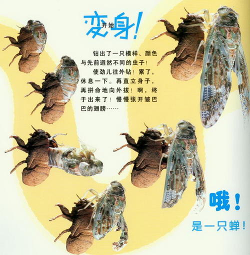 我发现了蚂蚁的秘密