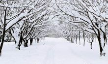 今年冬天没雪_100字