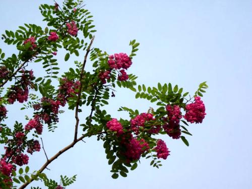 当槐花香再次溢出时