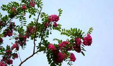 又逢槐香四溢时