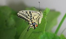 虫蛹化蝶的联想