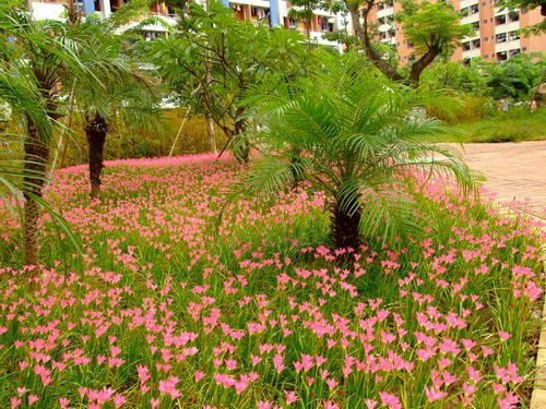 校园里的那些花