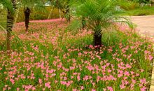 校园里的那些花儿