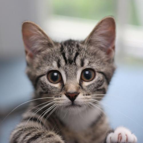 可爱的小猫