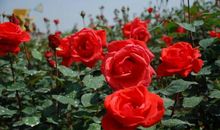 友情之花悄然绽放