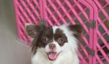 我家的小宠物菲菲