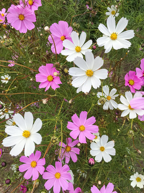 然后花开了