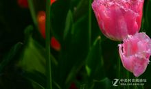 有一朵花悄然盛开