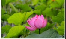 青青绿叶映我家