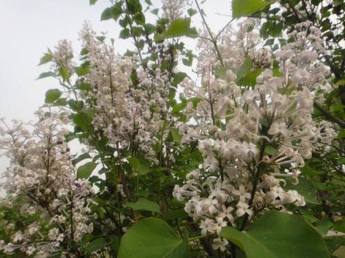 朵朵白花送情