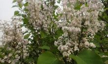 朵朵白花寄深情