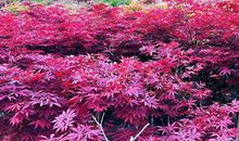 母爱，并不曾走远