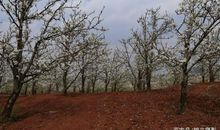 [春天来了]春游梨花溪_800字