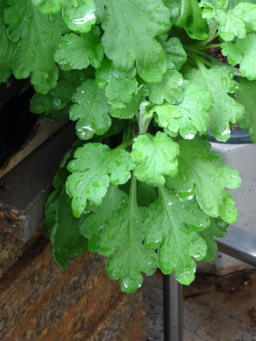 从雨滴中看到生命