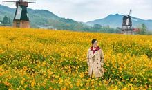 我心中的那一抹茶香