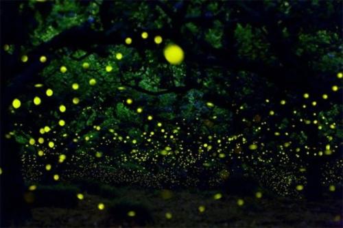 萤火虫在记忆中