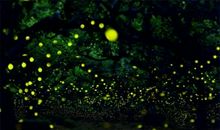 记忆中的萤火虫