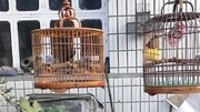 我不想成为笼中的鸟