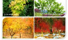一年四季的树