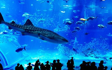 美丽海水族馆