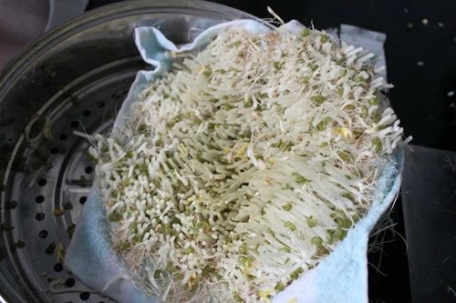 绿豆芽第一次