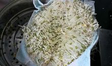 第一次发绿豆芽