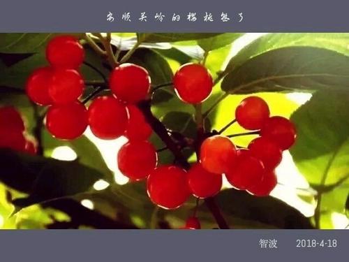 感恩之花盛开在人生的道路上