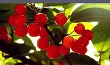 感恩之花开在生活的路上