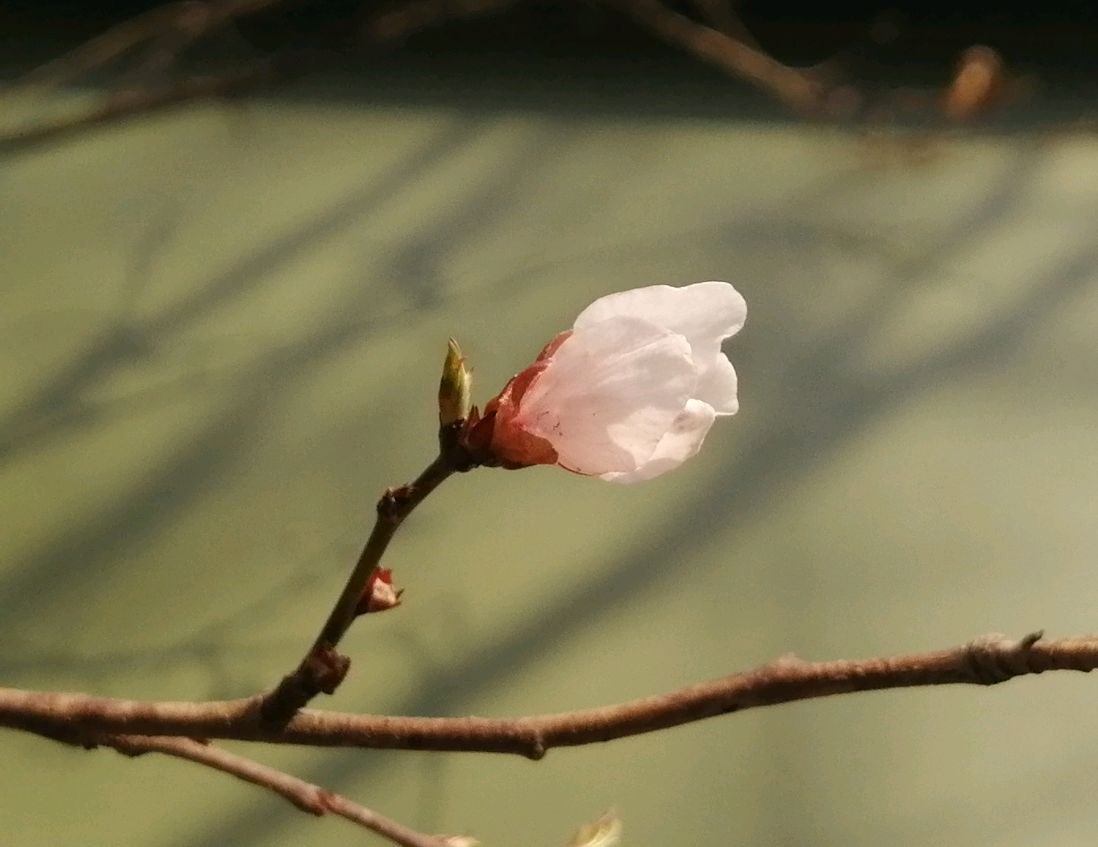 鲜花盛开在寒冷的冬天