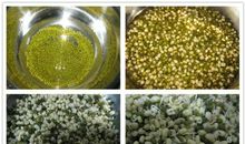 绿豆观察日记四则