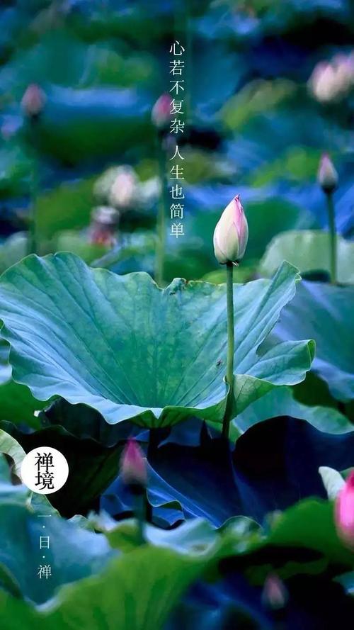 生活是复杂而不是复杂