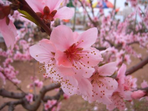 桃花