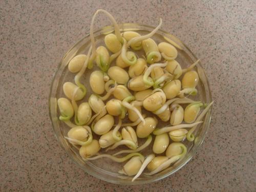 大豆芽萌发观察日记