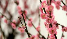 冬到梅园赏“雪”景