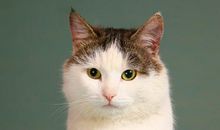 读《我在天堂遇到猫》有感