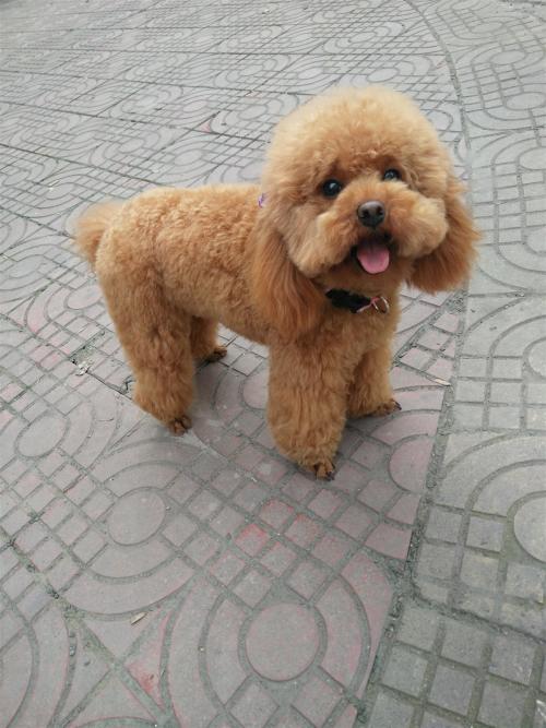 我的泰迪狗