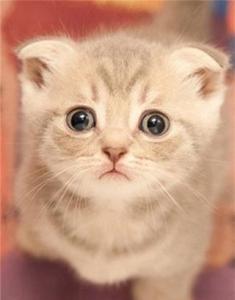 我最喜欢的小动物猫