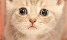 我最喜欢的小动物猫