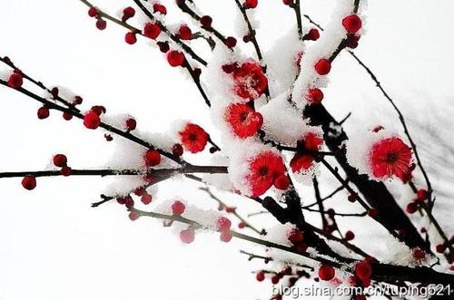 冬季雪梅