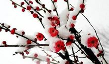 冬天的雪梅
