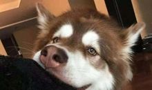 那只活在我记忆中的小狗