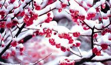 我与姥姥的梅花相处的时光