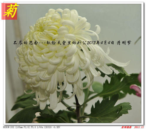 墓地里的想法