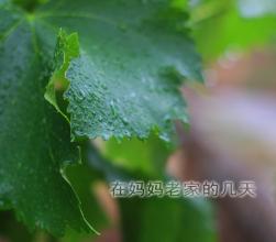 奶奶的葡萄