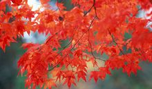 香山红叶